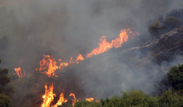 Cezayir’deki orman yangınlarında can kaybı artıyor