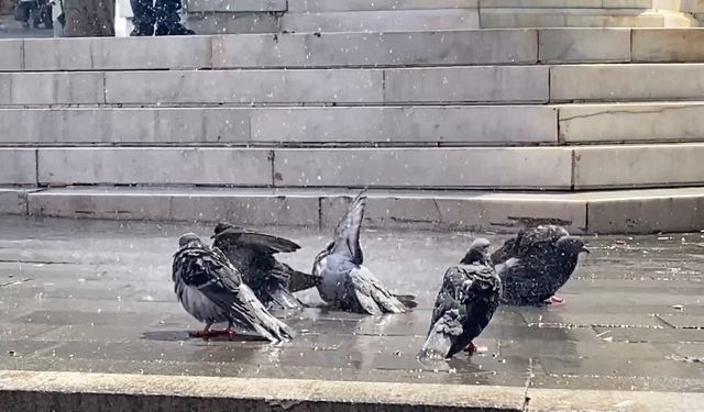 Bursa'da sıcak havada güvercinler böyle serinledi