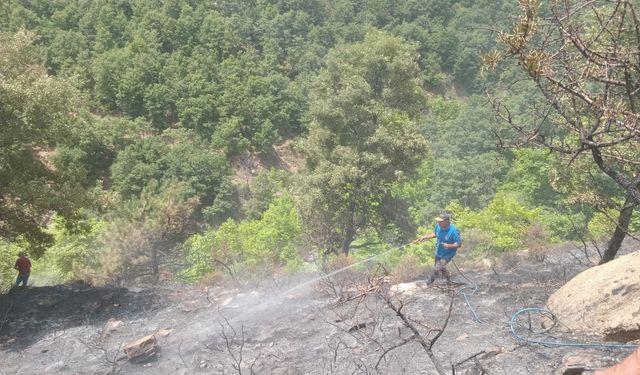 Manisa'nın Alaşehir ilçesindeki orman yangını kontrol altında