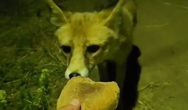 Bursa’da bir vatandaş tilkiyi elleriyle besledi