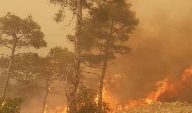 Suriye'nin Lazkiye şehrinde 4 gündür süren orman yangınında 1 kişi öldü