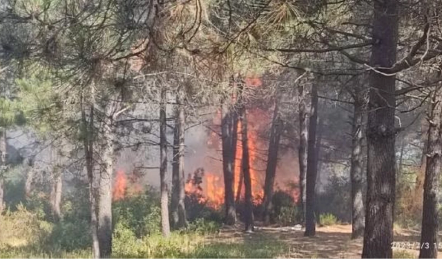 İstanbul Sultangazi'deki ormanda yangın
