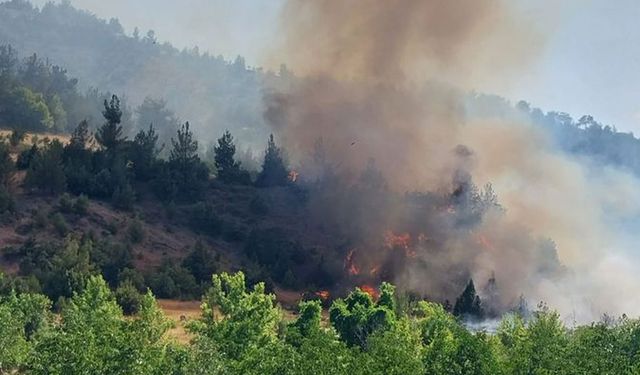 Kahramanmaraş'ın Dulkadiroğlu ilçesinde orman yangını