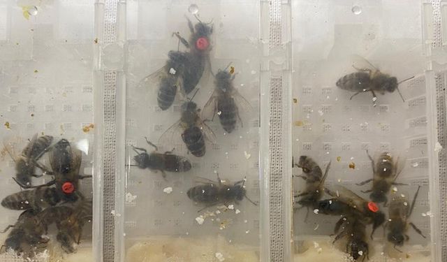 Sabiha Gökçen Havalimanı’nda Karniyol cinsi canlı arı ele geçirildi