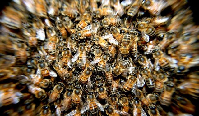 Trabzon’da arıların saldırısına uğrayan adam öldü