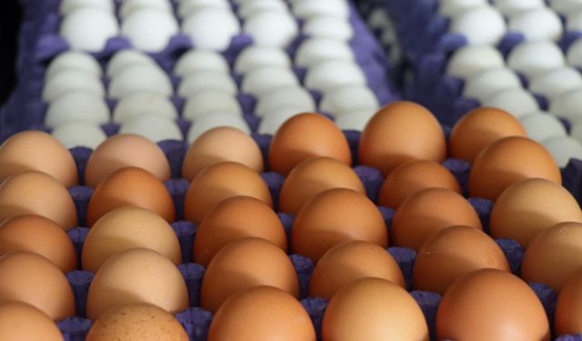 Tayvan'a ihraç edilen yumurtalar ile ilgili iddialara inceleme