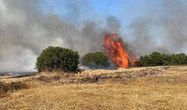 Bursa-Çanakkale yolunda ağaçlık alanda yangın