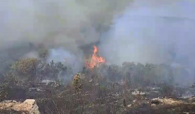 Edirne'de Türkiye - Bulgaristan sınırında orman yangını