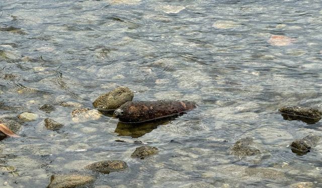 Bursa'da balıkçılar gölün içerisinde top mermisi buldu