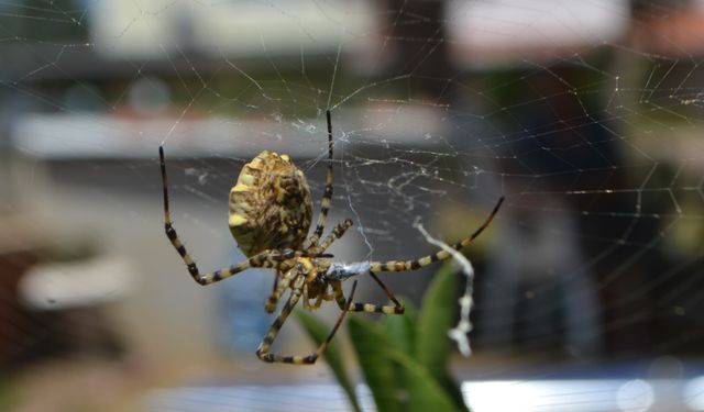 Dünyanın en zehirli örümcek türlerinden 'argiope lobata' Ayvalık'ta yakalandı