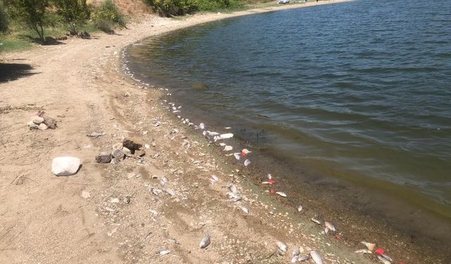 Bursa'daki Boğazköy baraj gölünde yüzlerce balık karaya vurdu