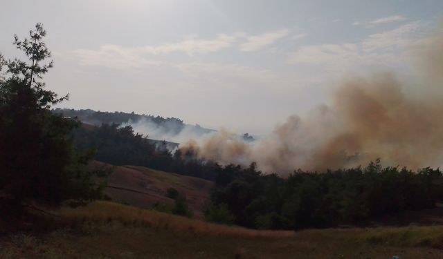 Adana'da orman yangını! Havadan ve karadan müdahaleler sürüyor