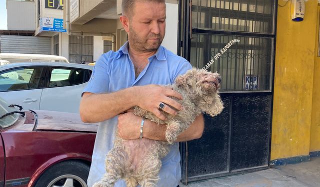 Ankara'da pitbull, evcil hayvanın çenesini koparttı