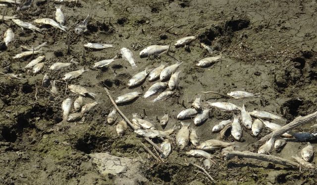 Kocasu Deresi’ndeki balık ölümleri tedirgin ediyor