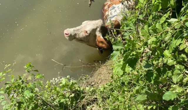 Bartın'da bir inek Irmakta sürüklendi!