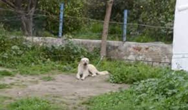 Muğla Bodrum’da köpeğe cinsel saldırıda bulunan şahıs tutuklandı