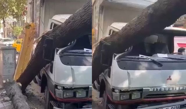 Bursa'da ağaç, kamyonetin üzerine devrildi