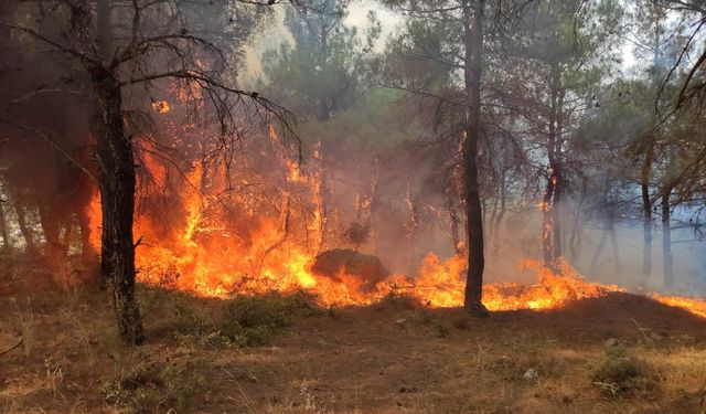 Edirne Keşan ilçesinde çıkan orman yangını kontrol altına alındı
