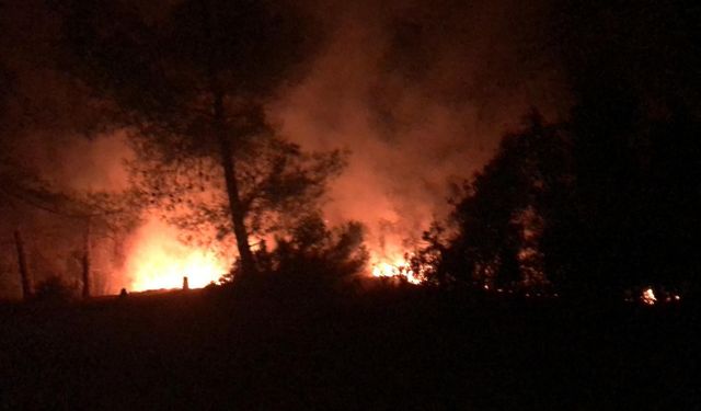 Adana İmamoğlu ilçesinde orman yangını