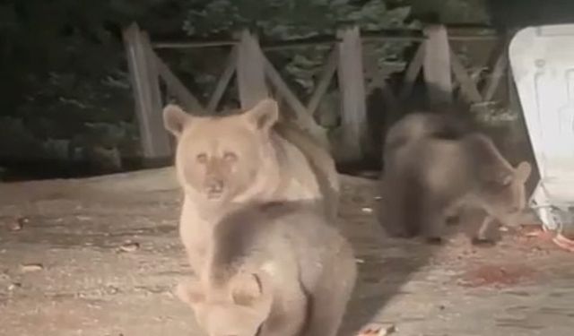Bursa Uludağ’da aç kalan ayılar böyle yiyecek aradılar