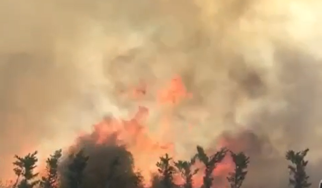 Yalova Altınova Tersaneler Bölgesi yakınlarında yangın