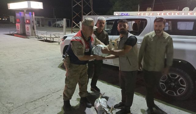 Şanlıurfa Eyyübiye ilçesinde çuvallara sarılmış halde 4 yaralı ceylan yavrusu ele geçirildi