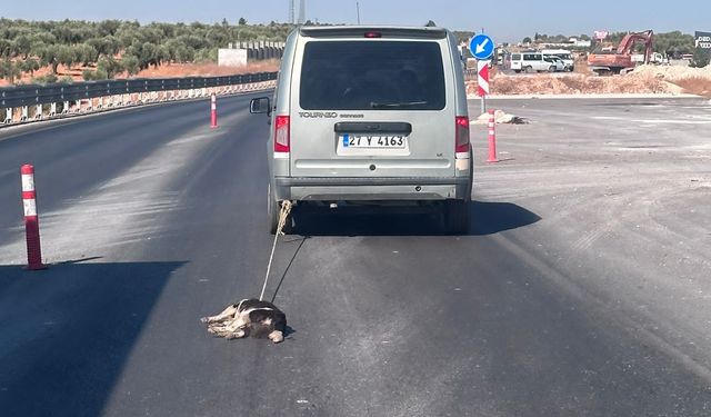 Gaziantep Nizip yolu üzerinde köpeği aracına bağlayıp sürükleyerek öldüren şahıs yakalandı