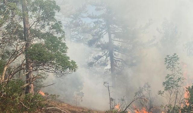 Kütahya Tavşanlı ilçesindeki orman yangını için Bursa'da seferberlik