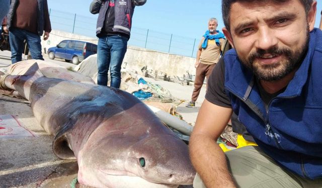 1 tonluk köpekbalığı ile selfie çektirdiler