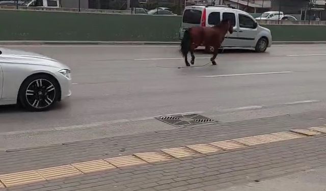 Bursa’da başıboş at dört nala
