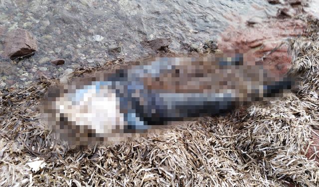 Muğla Bodrum ilçesinde sahilde belden yukarısı olmayan kadın cesedi bulundu