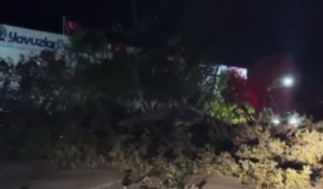Bursa’da şiddetli lodos ağacı devirdi