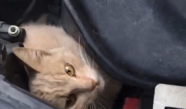 Bursa’da seyir halindeki aracın kaputundan kedi çıktı