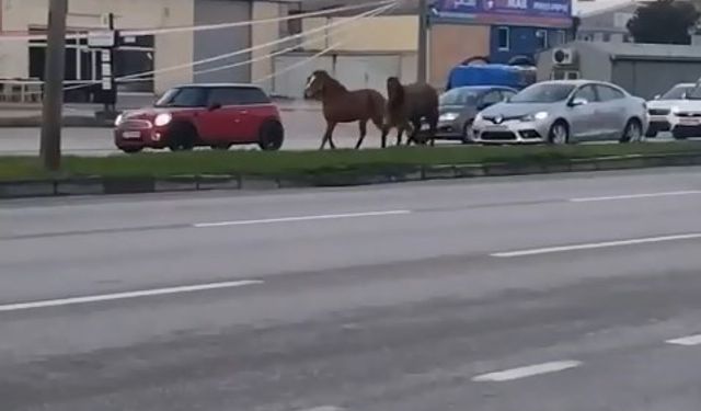 Bursa'da yolun ortasında kalan atlar ne yapacağını şaşırdı