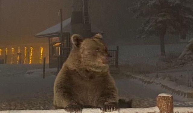 Kış uykusuna yatamayan ayılar, günübirlikçilere saldırdı