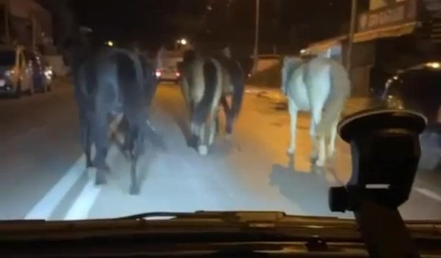 Bursa’da başıboş atlar trafikte sürücülere zor anlar yaşattı