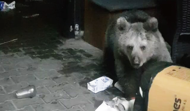 Bursa’da ayılar yine aç kaldı, dükkanlar talan edildi