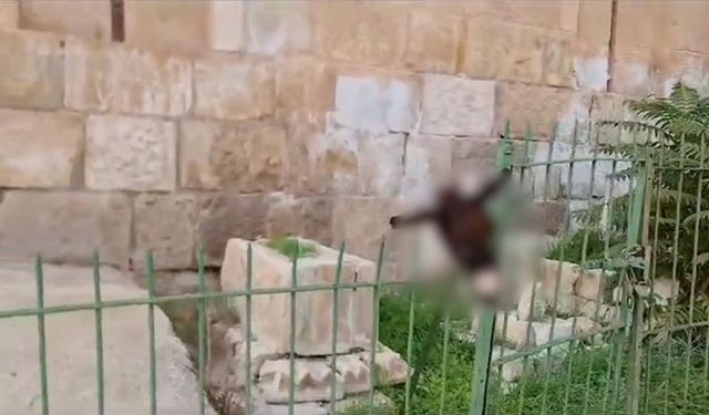 Fanatik Yahudi Müslüman mezarlığına saldırdı! Mezarlığa kesik eşek başı astı