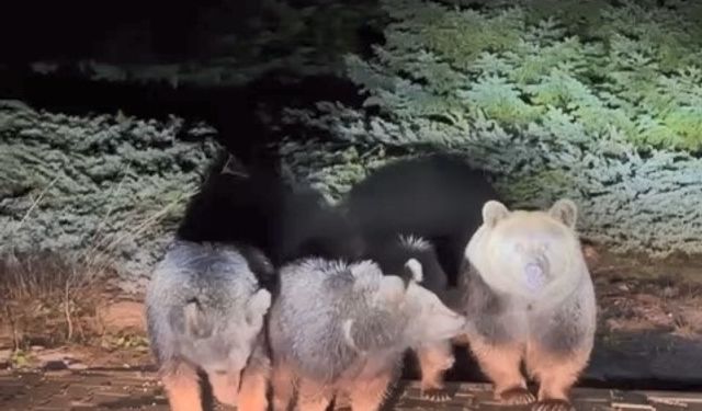 'Zirve'nin uyumayan ayıları yine görüntülendi
