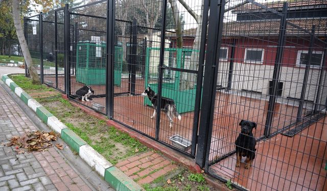 Bursa'da Osmangazi ilçesinde başıboş köpekler mercek altında