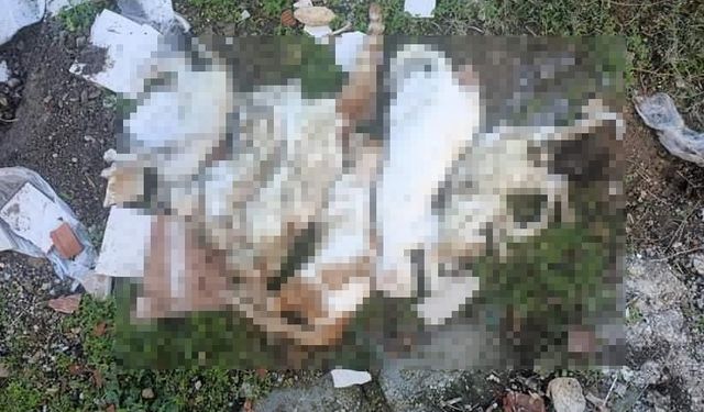 Muğla Milas ilçesinde çöpte kedi ölüleri bulundu
