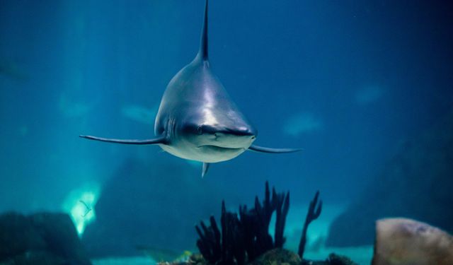 Avustralya’da köpekbalığı saldırısı! 1 genç hayatının kaybetti