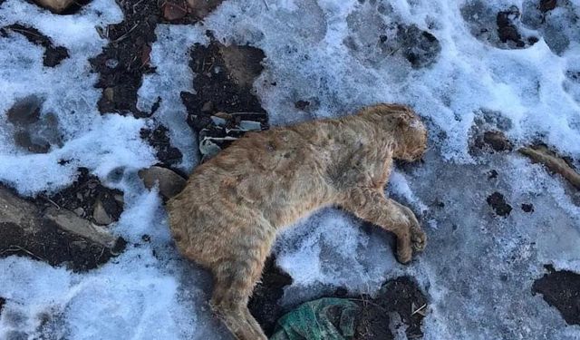 Gümüşhane Kelkit ilçesinde kuyruğu ve kulakları kesilmiş ölü kedi tepkilere neden oldu