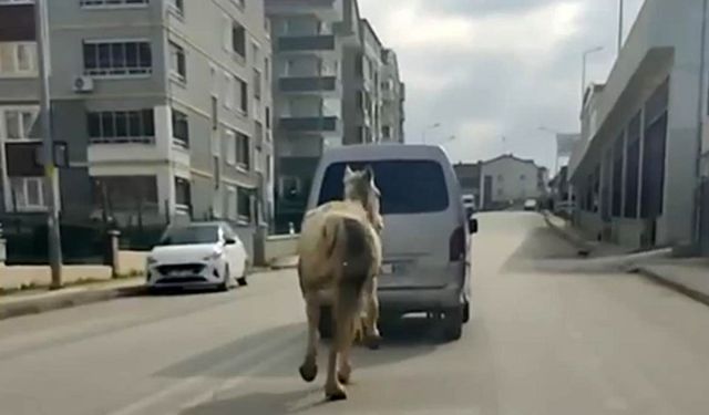 Bursa'da atı aracın arkasına bağlayıp koşturdu
