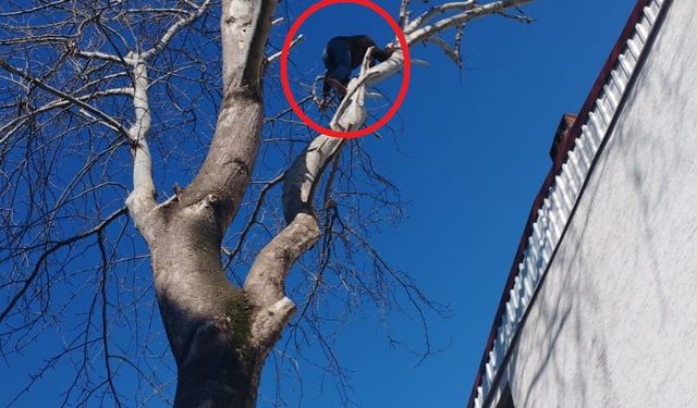 Bursa'da pişkin hırsız maymunu aratmadı! 20 metre yükseklikteki dümdüz ağaca tırmanarak el salladı