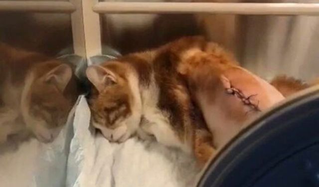 İstanbul'da bir siteye giren kedinin tekmelenmesi sonucu kaburgaları kırıldı