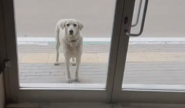 Bursa'da her gün dükkana gelen köpek Efe'yi besleyen esnaf yüzleri gülümsetti