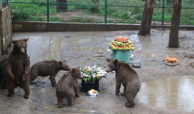 Bursa'da yavru ayılar için doğum günü sürprizi
