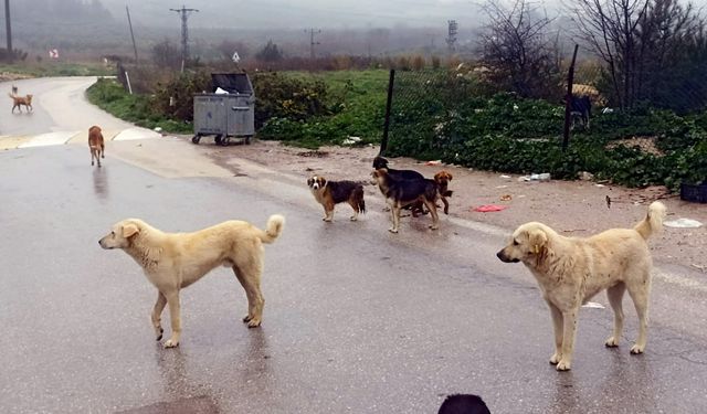 Bursa Mudanya ilçesinde köpekler ölüyor, insanlar korkuyor