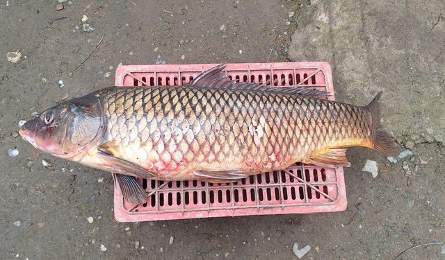 İznik Gölü'nde 25 kiloluk sarı balık yakalandı